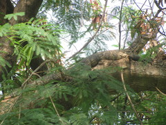 Varanus salvator macromaculatus