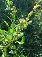 Rumex chrysocarpos