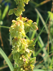 Rumex chrysocarpos