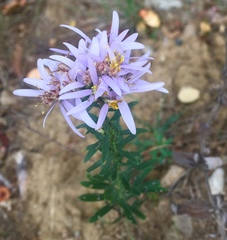 Aster amellus