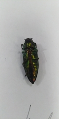 Eurythyrea aurata