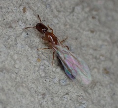 Myrmelachista ramulorum