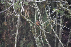 Ochthoeca fumicolor