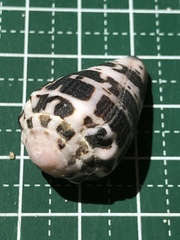 Conus ebraeus