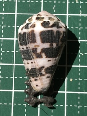 Conus ebraeus