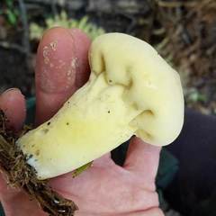 Lycoperdon flavotinctum