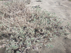Atriplex leucophylla