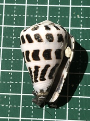 Conus ebraeus