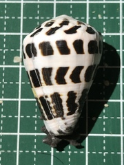 Conus ebraeus