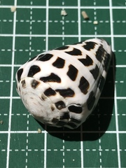 Conus ebraeus