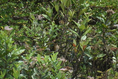 Troglodytes solstitialis