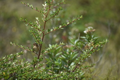 Troglodytes solstitialis