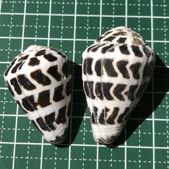 Conus ebraeus