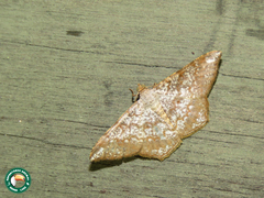 Semiothisa salsa