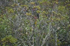 Myioborus ornatus