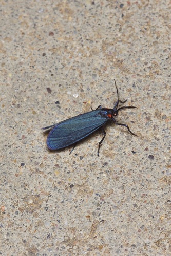 Lycomorpha splendens photo 5