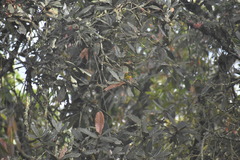 Thlypopsis superciliaris