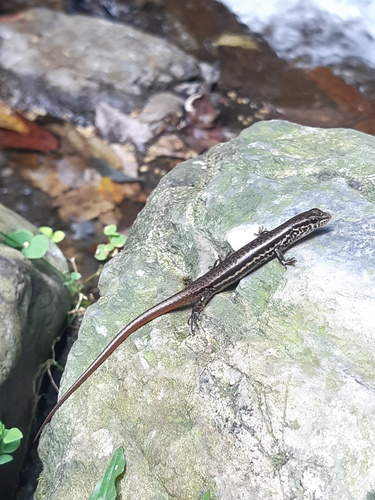 Indian Forest Skink, photo 7 of 9