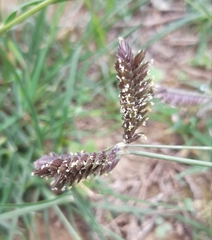 Eleusine tristachya