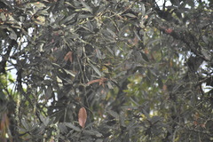 Thlypopsis superciliaris