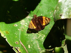 Entheus priassus
