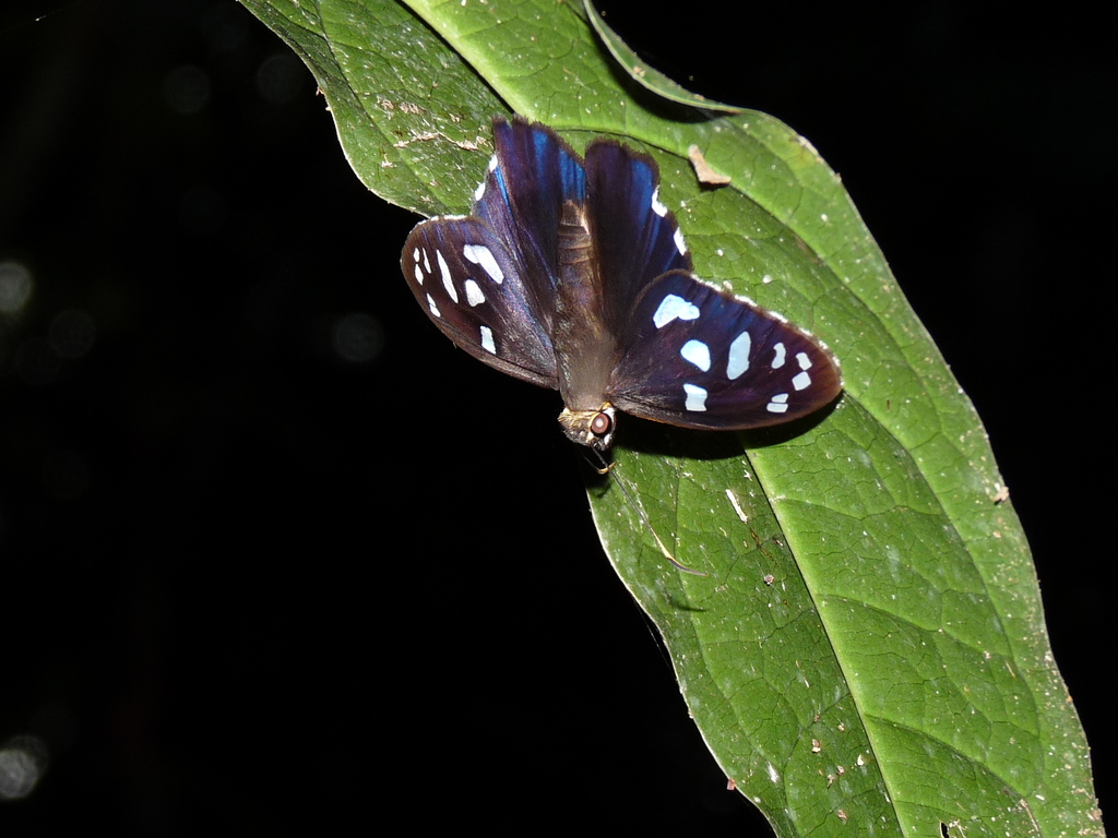 Phareas