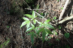Trochiscanthes nodiflorus