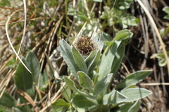 Centaurea uniflora