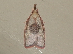 Enchocrates glaucopis