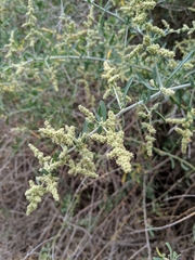 Chenopodium nitrariaceum