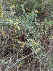 Chenopodium nitrariaceum