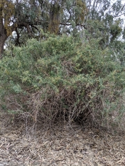 Chenopodium nitrariaceum