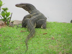 Varanus salvator macromaculatus