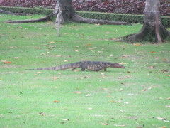 Varanus salvator macromaculatus