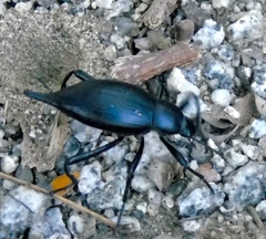 Eleodes eschscholtzii