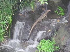 Varanus salvator macromaculatus