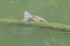 Malayemys macrocephala