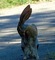 Lepus alleni