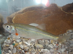 Alburnoides bipunctatus