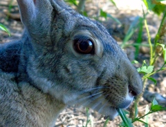 Lepus alleni