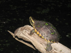 Malayemys macrocephala