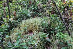 Cladonia maxima