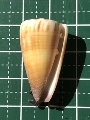 Conus planorbis