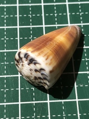 Conus planorbis