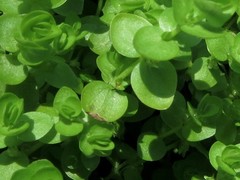 Micranthemum umbrosum