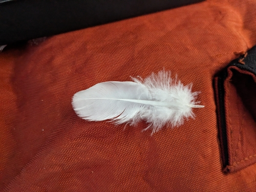 View observation of {o.common_name} on iNaturalist
