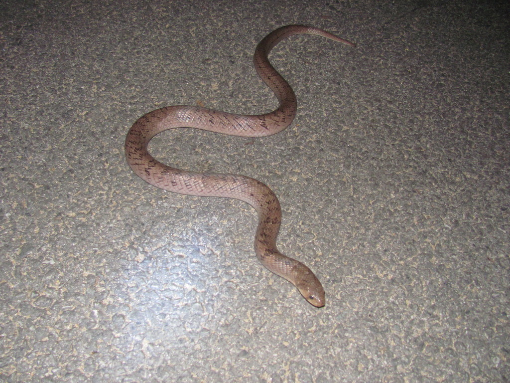 Small Banded Snake Small-banded Kukri Snake in May 2011 by Jonathan Hakim. The only adult ...