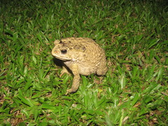 Duttaphrynus melanostictus