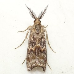 Prionapteryx indentella