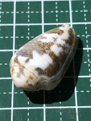 Conus striolatus